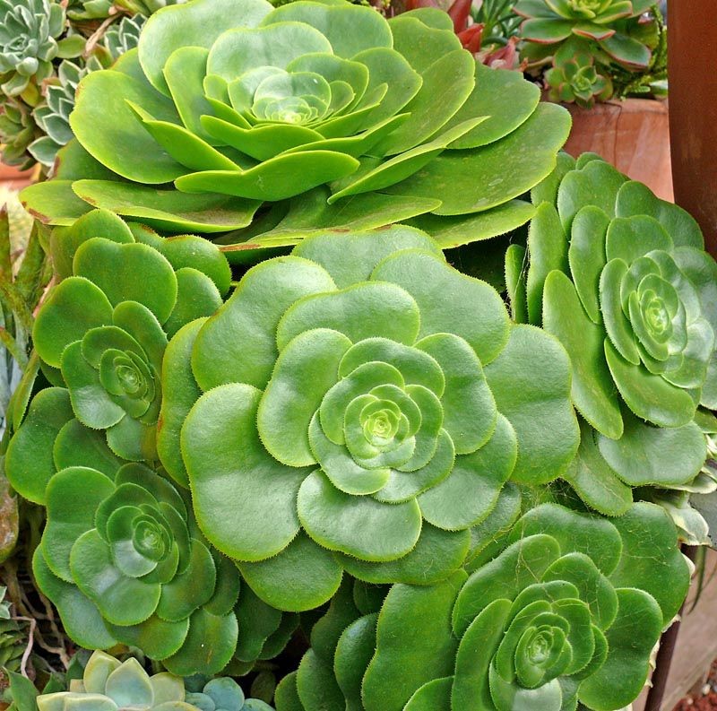 گیاه آئونیوم وراهنمای کامل نگهداری از آن Aeonium plant and a complete guide to its care گلدان پلاستیکی Plastic pot, plastic vase مجموعه تولیدی سیدوس ,تولید کننده گلدان پلاستیکی سیدوس ,بیش از 120نوع, اعم از گلدان استوانه ای پلاستیکی سیدوس,گلدان الماسی پلاستیکی سیدوس,گلدان مربعی پلاستیکی,گلدان مثلثی پلاستیکی,گلدان گرد پلاستیکی ,باکس مستطیلی,در اندازه های کاکتوسی تا درختچه ای
