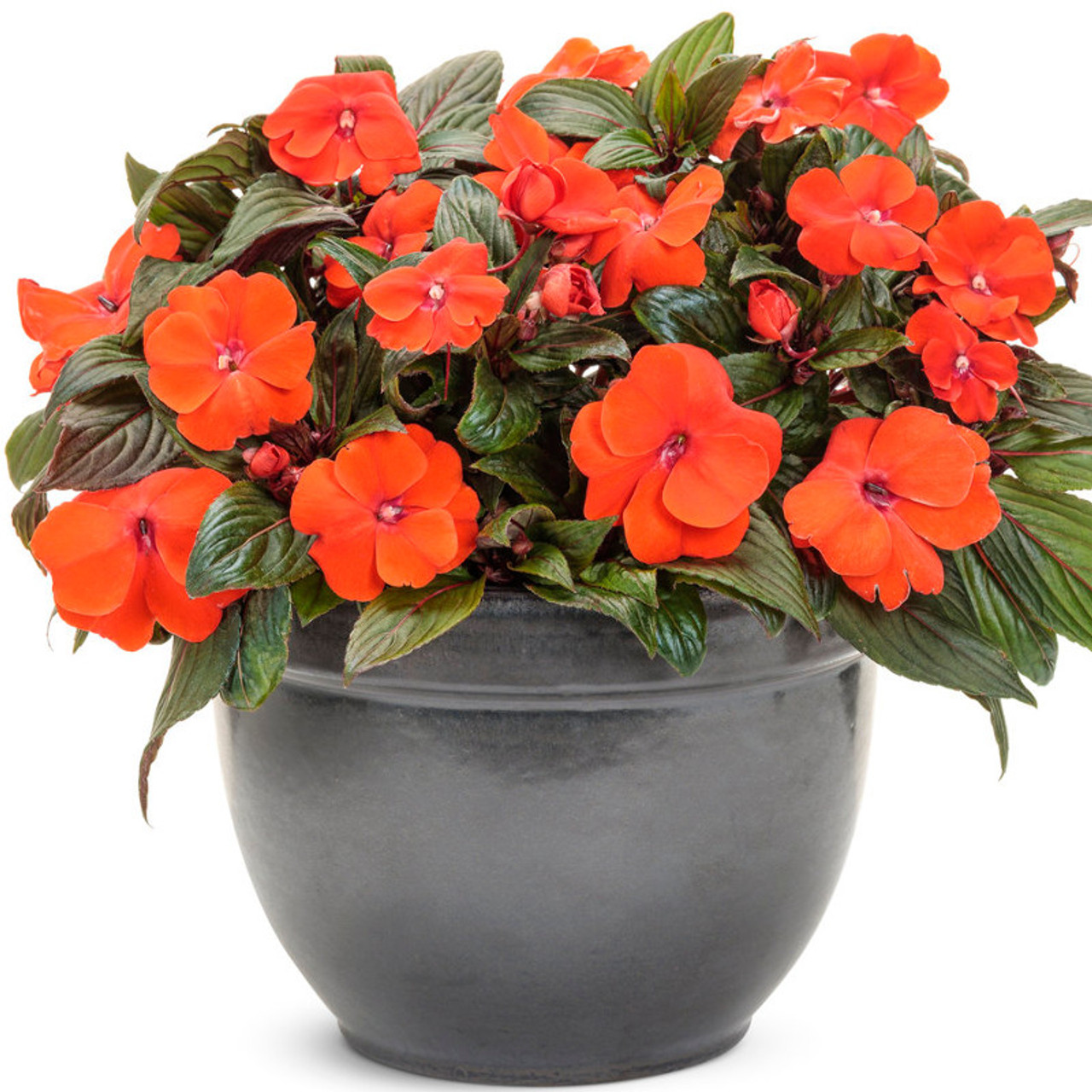 گل حنا با نام انگلیسی Touch me not و نام علمی Impatiens از گیاهان علفی خانواده Balsaminaceae محسوب می‌شود.مجموعه تولیدی سیدوس ,تولید کننده گلدان پلاستیکی سیدوس ,بیش از 120نوع, اعم از گلدان استوانه ای پلاستیکی سیدوس,گلدان الماسی پلاستیکی سیدوس,گلدان مربعی پلاستیکی,گلدان مثلثی پلاستیکی,گلدان گرد پلاستیکی ,باکس مستطیلی,در اندازه های کاکتوسی تا درختچه ای