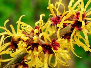 فندق افسونگر ف(22کاربرد وخاصیت)