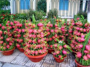 کاکتوس های میوه دار(6گونه)