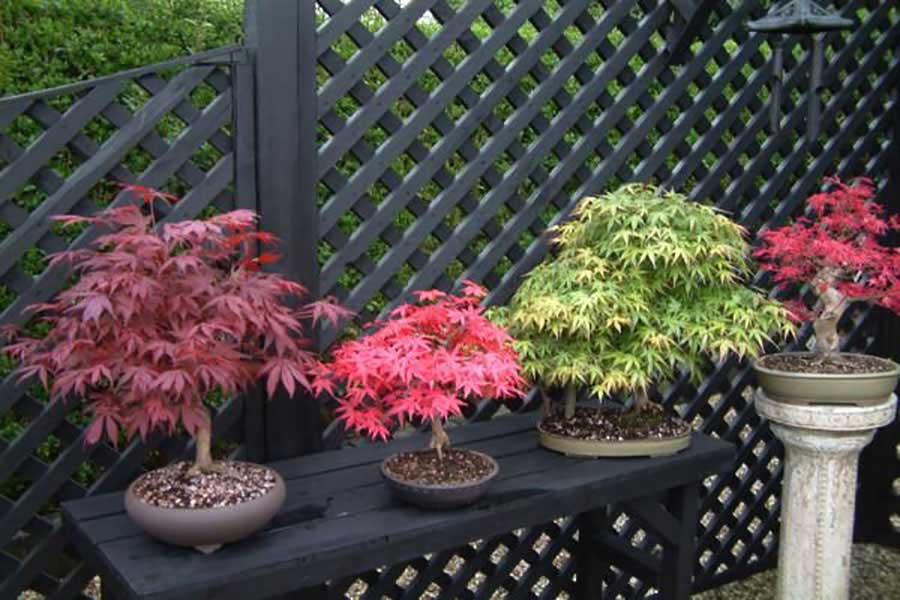 بونسای چیست؟تاریخچه بونسای وانواع آن What is bonsai? History of bonsai and its types مجموعه تولیدی سیدوس ,تولید کننده گلدان پلاستیکی سیدوس ,بیش از 120نوع, اعم از گلدان استوانه ای پلاستیکی سیدوس,گلدان الماسی پلاستیکی سیدوس,گلدان مربعی پلاستیکی,گلدان مثلثی پلاستیکی,گلدان گرد پلاستیکی ,باکس مستطیلی,در اندازه های کاکتوسی تا درختچه ای