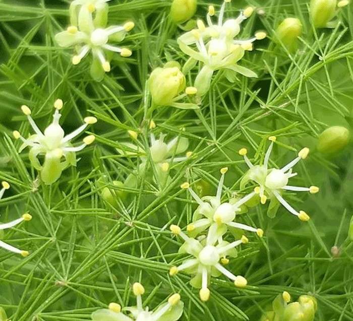 گل شویدی با نام علمی  Asparagus densiflorus متعلق به خانواده ی Asparagaceae می باشد. مجموعه تولیدی سیدوس,تولید کننده گلدان پلاستیکی سیدوس