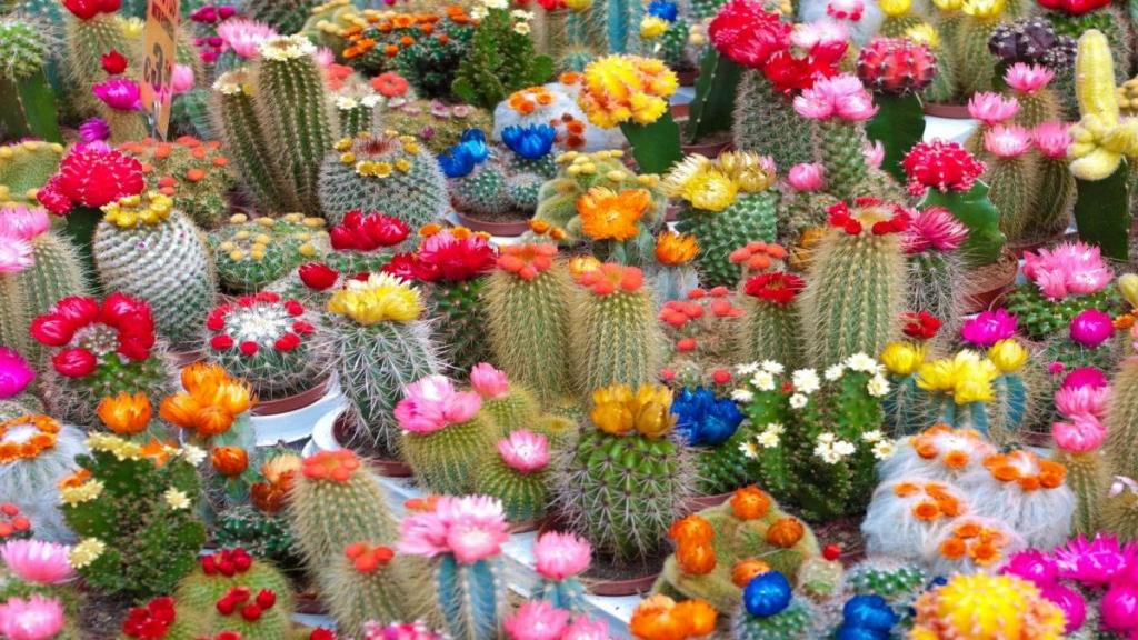 کاکتوس وگل های ظریفشCactus and its delicate flowers
مجموعه تولیدی سیدوس تولید کننده گلدان پلاستیکی سیدوس