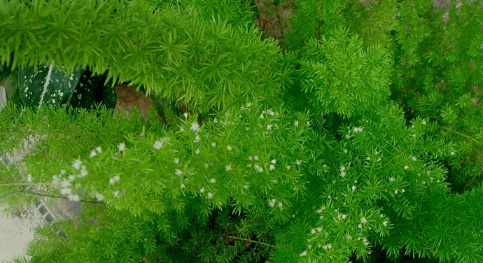  سرخس مارچوبهنام علمی: Asparagus Falcatus مجموعه تولیدی سیدوس ,تولید کننده گلدان پلاستیکی سیدوس ,بیش از 120نوع, اعم از گلدان استوانه ای پلاستیکی سیدوس,گلدان الماسی پلاستیکی سیدوس,گلدان مربعی پلاستیکی,گلدان مثلثی پلاستیکی,گلدان گرد پلاستیکی ,باکس مستطیلی,در اندازه های کاکتوسی تا درختچه ای