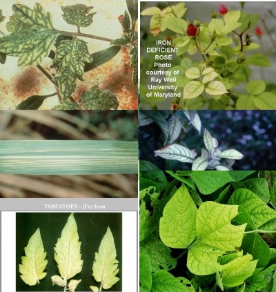 کمبود آهن در گیاه وعلائم آنIron-deficiency-in-plants-and-its-symptoms
مجموعه تولیدی سیدوس تولید کننده گلدان پلاستیکی سیدوس