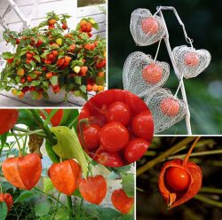 گیاه عروسک پشت پرده یا فیسالیس The doll plant behind the curtain or Physalis مجموعه تولیدی سیدوس ,تولید کننده گلدان پلاستیکی سیدوس ,بیش از 120نوع, اعم از گلدان استوانه ای پلاستیکی سیدوس,گلدان الماسی پلاستیکی سیدوس,گلدان مربعی پلاستیکی,گلدان مثلثی پلاستیکی,گلدان گرد پلاستیکی ,باکس مستطیلی,در اندازه های کاکتوسی تا درختچه ای