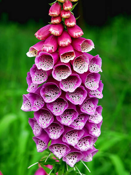گل انگشتانهpurple-foxgloveladys-glove,DIGITALIS PURPUREA
مجموعه تولیدی سیدوس,تولید کننده گلدان پلاستیکی سیدوس