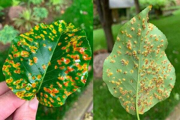 بیماری قارچی گیاهان Fungal plant disease
مجموعه تولیدی سیدوس ,تولید کننده گلدان پلاستیکی سیدوس ,بیش از 120نوع, اعم از گلدان استوانه ای پلاستیکی سیدوس,گلدان الماسی پلاستیکی سیدوس,گلدان مربعی پلاستیکی,گلدان مثلثی پلاستیکی,گلدان گرد پلاستیکی ,باکس مستطیلی,در اندازه های کاکتوسی تا درختچه ای