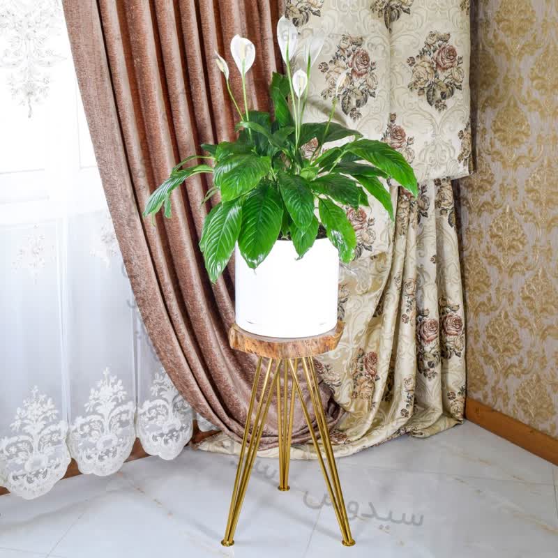 نگهداری گیاهان آپارتمانی وخواص شگفت انگیز آنCaring for houseplants and their amazing properties
گلدان پلاستیکی  Plastic pot,  plastic vase مجموعه تولیدی سیدوس ,تولید کننده گلدان پلاستیکی سیدوس ,بیش از 120نوع, اعم از گلدان استوانه ای پلاستیکی سیدوس,گلدان الماسی پلاستیکی سیدوس,گلدان مربعی پلاستیکی,گلدان مثلثی پلاستیکی,گلدان گرد پلاستیکی ,باکس مستطیلی,در اندازه های کاکتوسی تا درختچه ای