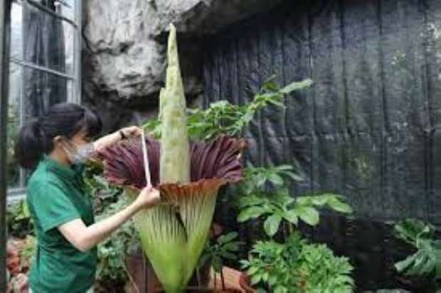 گیاهان گوشتخوار (Carnivorous plant) مجموعه تولیدی سیدوس ,تولید کننده گلدان پلاستیکی سیدوس