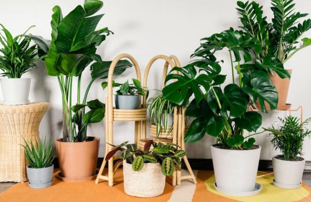 تکثیر گیاهان از بذر تا قلمه زنیPlant propagation from seed to cuttings
مجموعه تولیدی سیدوس ,تولید کننده گلدان پلاستیکی سیدوس ,بیش از 120نوع, اعم از گلدان استوانه ای پلاستیکی سیدوس,گلدان الماسی پلاستیکی سیدوس,گلدان مربعی پلاستیکی,گلدان مثلثی پلاستیکی,گلدان گرد پلاستیکی ,باکس مستطیلی,در اندازه های کاکتوسی تا درختچه ای