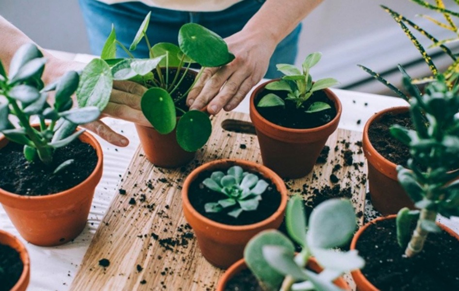 تکثیر گیاهان از بذر تا قلمه زنی Plant propagation from seed to cuttings مجموعه تولیدی سیدوس ,تولید کننده گلدان پلاستیکی سیدوس ,بیش از 120نوع, اعم از گلدان استوانه ای پلاستیکی سیدوس,گلدان الماسی پلاستیکی سیدوس,گلدان مربعی پلاستیکی,گلدان مثلثی پلاستیکی,گلدان گرد پلاستیکی ,باکس مستطیلی,در اندازه های کاکتوسی تا درختچه ای