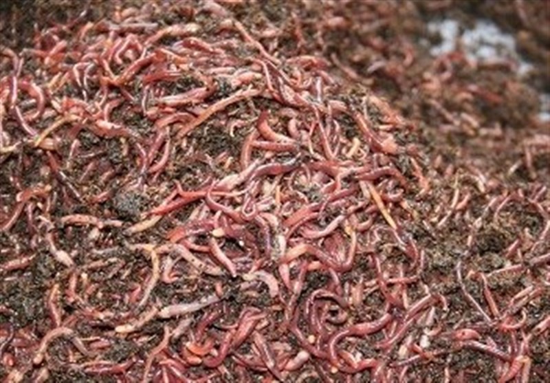 معایب ورمی کمپوستDisadvantages of vermicompost
مجموعه تولیدی سیدوس ,تولید کننده گلدان پلاستیکی سیدوس ,بیش از 120نوع, اعم از گلدان استوانه ای پلاستیکی سیدوس,گلدان الماسی پلاستیکی سیدوس,گلدان مربعی پلاستیکی,گلدان مثلثی پلاستیکی,گلدان گرد پلاستیکی ,باکس مستطیلی,در اندازه های کاکتوسی تا درختچه ای