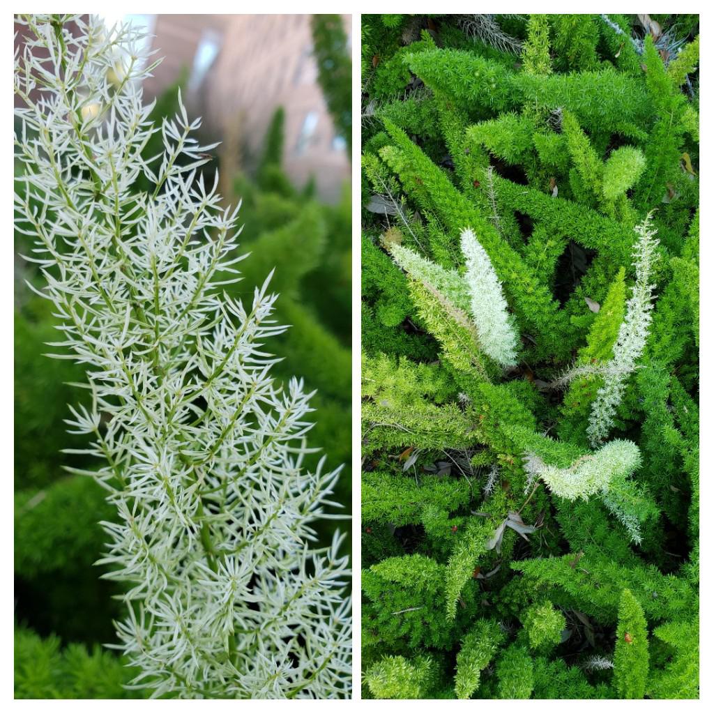 گل شویدی با نام علمی  Asparagus densiflorus متعلق به خانواده ی Asparagaceae می باشد. مجموعه تولیدی سیدوس,تولید کننده گلدان پلاستیکی سیدوس