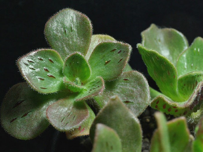 گیاه آئونیوم وراهنمای کامل نگهداری از آن Aeonium plant and a complete guide to its care گلدان پلاستیکی Plastic pot, plastic vase مجموعه تولیدی سیدوس ,تولید کننده گلدان پلاستیکی سیدوس ,بیش از 120نوع, اعم از گلدان استوانه ای پلاستیکی سیدوس,گلدان الماسی پلاستیکی سیدوس,گلدان مربعی پلاستیکی,گلدان مثلثی پلاستیکی,گلدان گرد پلاستیکی ,باکس مستطیلی,در اندازه های کاکتوسی تا درختچه ای