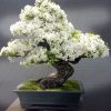 بونسای های عجیب و گرانبها در دنیا(11نمونه)