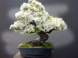 بونسای های عجیب و گرانبها در دنیا(11نمونه)