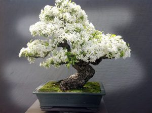 بونسای های عجیب و گرانبها در دنیا(11نمونه)