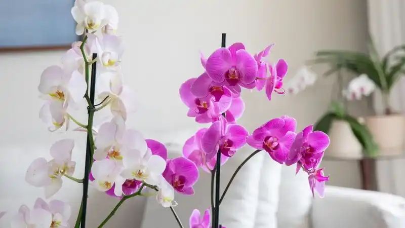 گل ارکیده وخواص آن برای سالم تر زندگی کردنOrchid flower and its properties for a healthier life
مجموعه تولیدی سیدوس ,تولید کننده گلدان پلاستیکی سیدوس ,بیش از 120نوع, اعم از گلدان استوانه ای پلاستیکی سیدوس,گلدان الماسی پلاستیکی سیدوس,گلدان مربعی پلاستیکی,گلدان مثلثی پلاستیکی,گلدان گرد پلاستیکی ,باکس مستطیلی,در اندازه های کاکتوسی تا درختچه ای