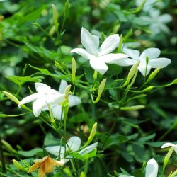 گل یاس و نحوه کاشت و تکثیر آن Jasmine flower and how to plant and propagate it مجموعه تولیدی سیدوس ,تولید کننده گلدان پلاستیکی سیدوس اعم از گلدان استوانه ای و ...