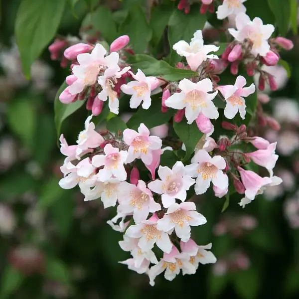 گل پینک کلود یا زیب گیاه (Beauty Bush)نام علمی: (Kolkwitzia amabilis)
