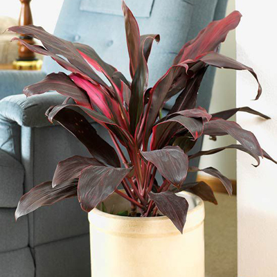 درختچه های آپارتمانی در گلدان پلاستیکی سیدوسApartment shrubs in plastic pots Sidoos
مجموعه تولیدی سیدوس ,تولید کننده گلدان پلاستیکی سیدوس ,بیش از 120نوع, اعم از گلدان استوانه ای پلاستیکی سیدوس,گلدان الماسی پلاستیکی سیدوس,گلدان مربعی پلاستیکی,گلدان مثلثی پلاستیکی,گلدان گرد پلاستیکی ,باکس مستطیلی,در اندازه های کاکتوسی تا درختچه ای
