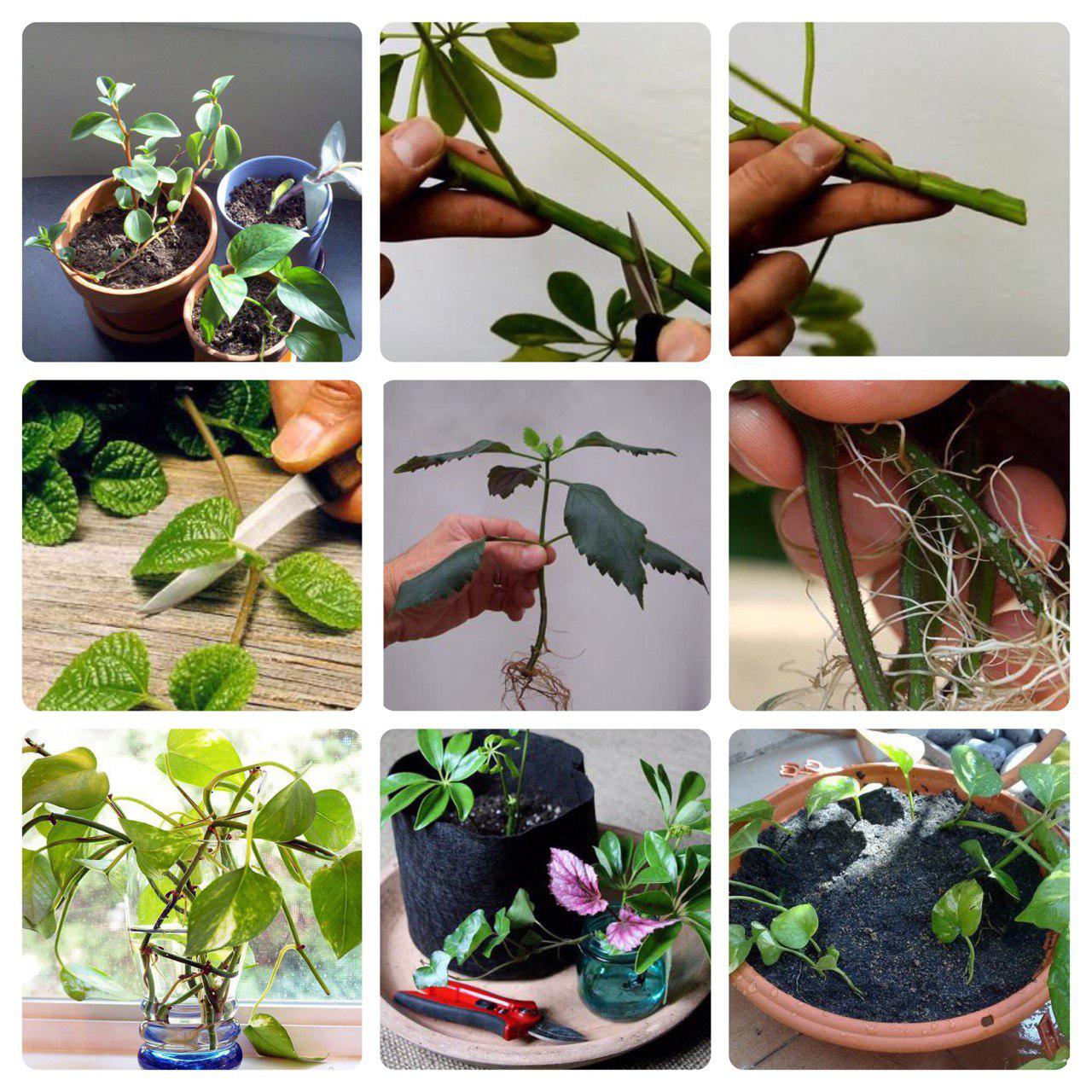 تکثیر گیاهان از بذر تا قلمه زنیPlant propagation from seed to cuttings
مجموعه تولیدی سیدوس ,تولید کننده گلدان پلاستیکی سیدوس ,بیش از 120نوع, اعم از گلدان استوانه ای پلاستیکی سیدوس,گلدان الماسی پلاستیکی سیدوس,گلدان مربعی پلاستیکی,گلدان مثلثی پلاستیکی,گلدان گرد پلاستیکی ,باکس مستطیلی,در اندازه های کاکتوسی تا درختچه ای