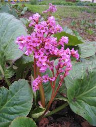 گل برجینا (گل برگنیا) Bergenia Bressingham White مجموعه تولیدی سیدوس تولید کننده گلدان پلاستیکی سیدوس