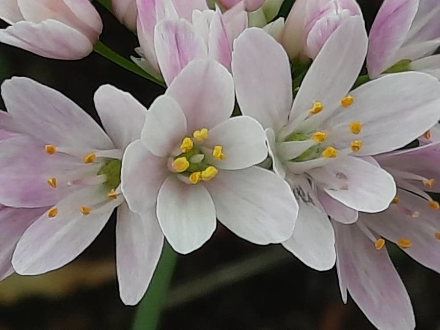 گیاه سیر گلگون/ سیر رزی (Rosy Garlic)نام علمی: (Allium roseum)
