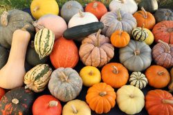 کدو حلوایی وفوائد آن برای سلامتی Pumpkin and its health benefits مجموعه تولیدی سیدوس ,تولید کننده گلدان پلاستیکی سیدوس ,بیش از 120نوع, اعم از گلدان استوانه ای پلاستیکی سیدوس,گلدان الماسی پلاستیکی سیدوس,گلدان مربعی پلاستیکی,گلدان مثلثی پلاستیکی,گلدان گرد پلاستیکی ,باکس مستطیلی,در اندازه های کاکتوسی تا درختچه ای