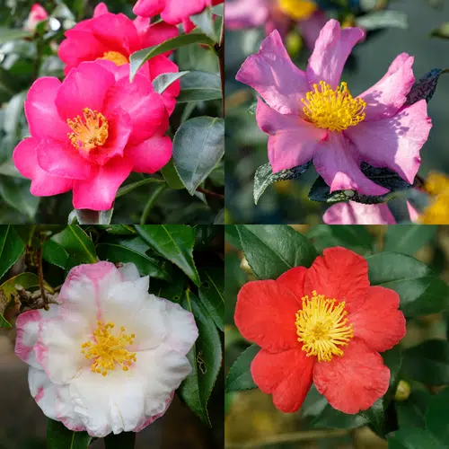 گل کاملیا Camellia flowerگلدان پلاستیکی Plastic pot, plastic vase مجموعه تولیدی سیدوس ,تولید کننده گلدان پلاستیکی سیدوس ,بیش از 120نوع, اعم از گلدان استوانه ای پلاستیکی سیدوس,گلدان الماسی پلاستیکی سیدوس,گلدان مربعی پلاستیکی,گلدان مثلثی پلاستیکی,گلدان گرد پلاستیکی ,باکس مستطیلی,در اندازه های کاکتوسی تا درختچه ای