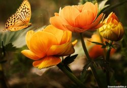 گل های نارنجی محبوب Orange flowers are popular مجموعه تولیدی سیدوس تولید کننده گلدان پلاستیکی سیدوس