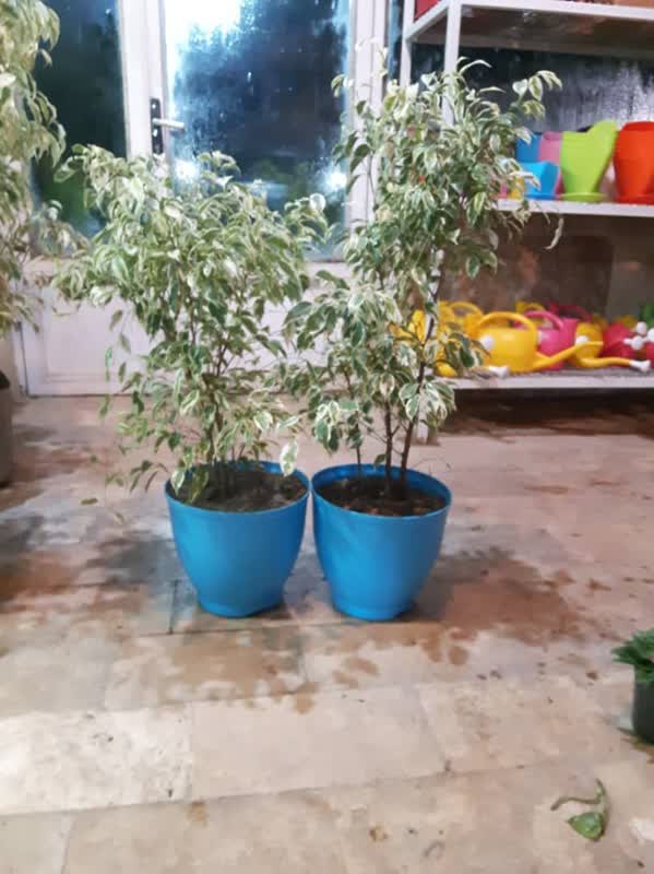 گلدان های پلاستیکی Plastic pot, plastic vase مجموعه تولیدی سیدوس ,تولید کننده گلدان های پلاستیکی سیدوس ,بیش از 120نوع, اعم از گلدان های پلاستیکی استوانه ای سیدوس,گلدان الماسی پلاستیکی سیدوس,گلدان مربعی پلاستیکی,گلدان مثلثی پلاستیکی,گلدان گرد پلاستیکی ,باکس مستطیلی,در اندازه های کاکتوسی تا درختچه ای