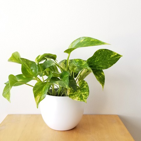 گیاه پتوس و7علت رشد نکردن آنPothos plant and 7 reasons why it doesn't grow
مجموعه تولیدی سیدوس ,تولید کننده گلدان پلاستیکی سیدوس ,بیش از 120نوع, اعم از گلدان استوانه ای پلاستیکی سیدوس,گلدان الماسی پلاستیکی سیدوس,گلدان مربعی پلاستیکی,گلدان مثلثی پلاستیکی,گلدان گرد پلاستیکی ,باکس مستطیلی,در اندازه های کاکتوسی تا درختچه ای