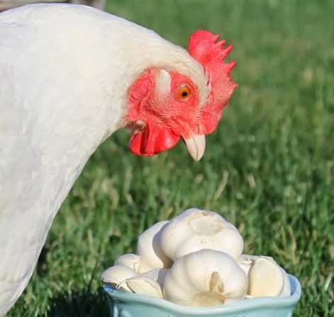 سیر و معجزه اش برای گیاهان آپارتمانیGarlic and its miracle for houseplants
مجموعه تولیدی سیدوس ,تولید کننده گلدان پلاستیکی سیدوس ,بیش از 120نوع, اعم از گلدان استوانه ای پلاستیکی سیدوس,گلدان الماسی پلاستیکی سیدوس,گلدان مربعی پلاستیکی,گلدان مثلثی پلاستیکی,گلدان گرد پلاستیکی ,باکس مستطیلی,در اندازه های کاکتوسی تا درختچه ای