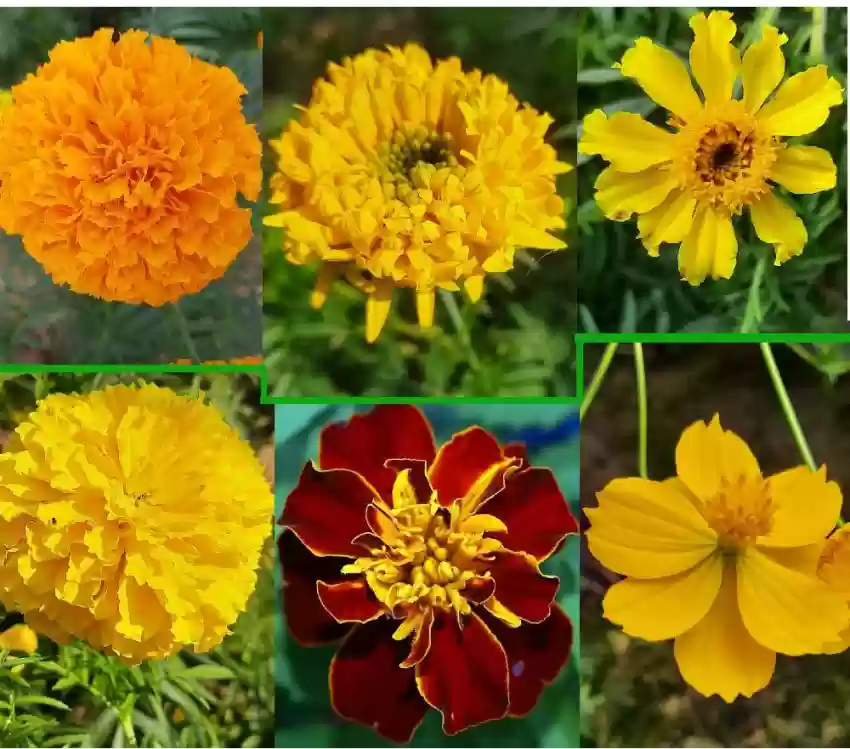 گل جعفری marigold Tagetes Asteraceae / Compositae آفتابگردانان مجموعه تولیدی گلدان پلاستیکی سیدوس