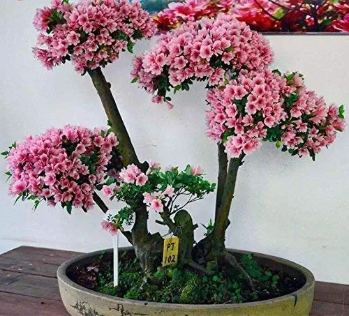 درختچه های بونسای وخواص وفوائد شگفت انگیز آنBonsai shrubs and their amazing benefits مجموعه تولیدی سیدوس ,تولید کننده گلدان پلاستیکی سیدوس ,بیش از 120نوع, اعم از گلدان استوانه ای پلاستیکی سیدوس,گلدان الماسی پلاستیکی سیدوس,گلدان مربعی پلاستیکی,گلدان مثلثی پلاستیکی,گلدان گرد پلاستیکی ,باکس مستطیلی,در اندازه های کاکتوسی تا درختچه ای 