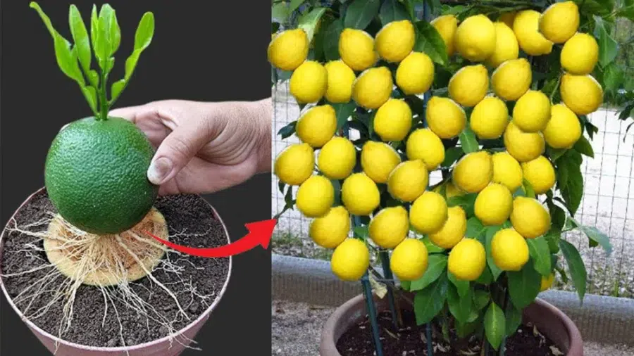 پرورش درختچه لیمو ترش در گلدانGrowing a lemon tree in a pot مجموعه تولیدی سیدوس ,تولید کننده گلدان پلاستیکی سیدوس ,بیش از 120نوع, اعم از گلدان استوانه ای پلاستیکی سیدوس,گلدان الماسی پلاستیکی سیدوس,گلدان مربعی پلاستیکی,گلدان مثلثی پلاستیکی,گلدان گرد پلاستیکی ,باکس مستطیلی,در اندازه های کاکتوسی تا درختچه ای