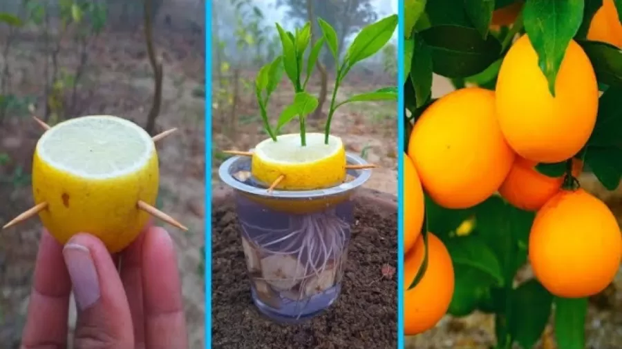 پرورش درختچه لیمو ترش در گلدانGrowing a lemon tree in a pot مجموعه تولیدی سیدوس ,تولید کننده گلدان پلاستیکی سیدوس ,بیش از 120نوع, اعم از گلدان استوانه ای پلاستیکی سیدوس,گلدان الماسی پلاستیکی سیدوس,گلدان مربعی پلاستیکی,گلدان مثلثی پلاستیکی,گلدان گرد پلاستیکی ,باکس مستطیلی,در اندازه های کاکتوسی تا درختچه ای