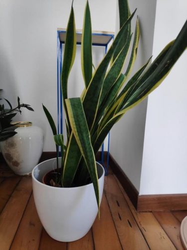 گیاه سانسوریا وخم شدن برگ آنSansevieria plant and its leaves curling
مجموعه تولیدی سیدوس ,تولید کننده گلدان پلاستیکی سیدوس ,بیش از 120نوع, اعم از گلدان استوانه ای پلاستیکی سیدوس,گلدان الماسی پلاستیکی سیدوس,گلدان مربعی پلاستیکی,گلدان مثلثی پلاستیکی,گلدان گرد پلاستیکی ,باکس مستطیلی,در اندازه های کاکتوسی تا درختچه ای