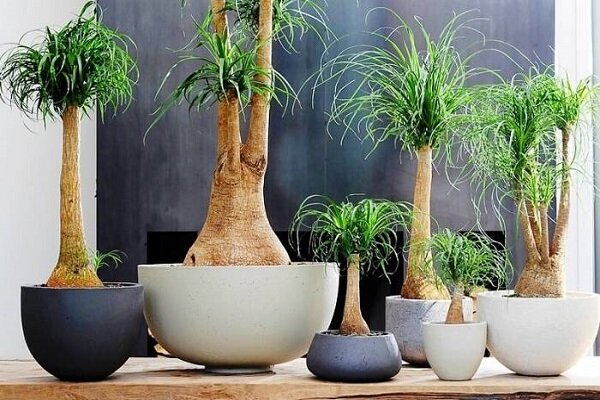 گیاهان مناسب آشپزخانه Plants suitable for the kitchen مجموعه تولیدی سیدوس , تولید کننده گلدان پلاستیکی سیدوس.