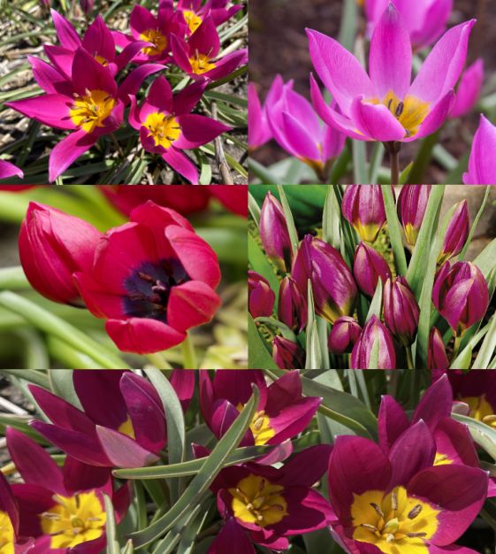 گل لاله (Tulip)نام علمی: (Tulipa)