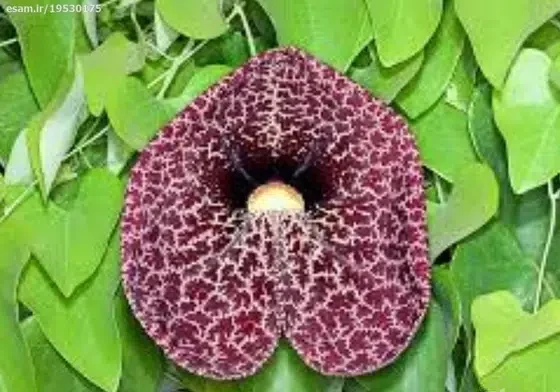 گل پیپ هلندی الگانس نام علمی: Aristolochia elegans نام لاتین: Calico flower vine مجموعه تولیدی سیدوس ,تولید کننده گلدان پلاستیکی سیدوس ,بیش از 120نوع, اعم از گلدان استوانه ای پلاستیکی سیدوس,گلدان الماسی پلاستیکی سیدوس,گلدان مربعی پلاستیکی,گلدان مثلثی پلاستیکی,گلدان گرد پلاستیکی ,باکس مستطیلی,در اندازه های کاکتوسی تا درختچه ای