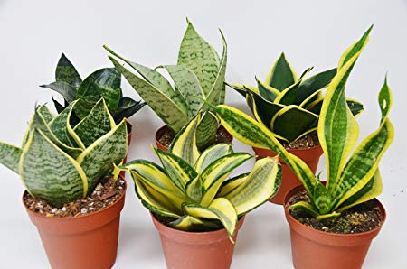 گل سانسوری,شمشیریSansevieria trifasciata 
مجموعه تولیدی سیدوس تولید کننده گلدان پلاستیکی سیدوس ,مانند گلدان استوانه ای پلاستیکی سیدوس