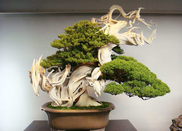 بونسای های عجیب و گرانبها در دنیا Strange and precious bonsai in the world مجموعه تولیدی سیدوس ,تولید کننده گلدان پلاستیکی سیدوس ,بیش از 120نوع, اعم از گلدان استوانه ای پلاستیکی سیدوس,گلدان الماسی پلاستیکی سیدوس,گلدان مربعی پلاستیکی,گلدان مثلثی پلاستیکی,گلدان گرد پلاستیکی ,باکس مستطیلی,در اندازه های کاکتوسی تا درختچه ای