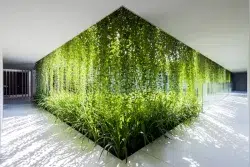 گیاهان بلند قامت مناسب حفظ حریم خصوصی Tall plants for privacy مجموعه تولیدی سیدوس ,تولید کننده گلدان پلاستیکی سیدوس ,بیش از 120نوع, اعم از گلدان استوانه ای پلاستیکی سیدوس,گلدان الماسی پلاستیکی سیدوس,گلدان مربعی پلاستیکی,گلدان مثلثی پلاستیکی,گلدان گرد پلاستیکی ,باکس مستطیلی,در اندازه های کاکتوسی تا درختچه ای.