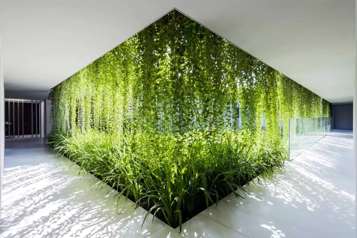 گیاهان بلند قامت مناسب حفظ حریم خصوصی Tall plants for privacy مجموعه تولیدی سیدوس ,تولید کننده گلدان پلاستیکی سیدوس ,بیش از 120نوع, اعم از گلدان استوانه ای پلاستیکی سیدوس,گلدان الماسی پلاستیکی سیدوس,گلدان مربعی پلاستیکی,گلدان مثلثی پلاستیکی,گلدان گرد پلاستیکی ,باکس مستطیلی,در اندازه های کاکتوسی تا درختچه ای.