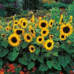 helianthus-annuusasteraceaeگل-آفتابگردان-زینتی مجموعه تولیدی سیدوس تولید کننده گلدان پلاستیکی سیدوس