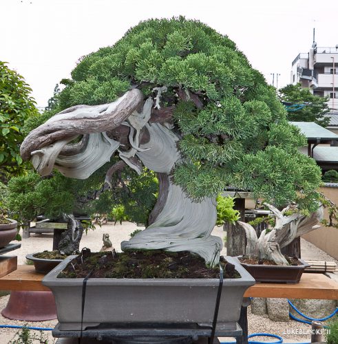بونسای های عجیب و گرانبها در دنیاStrange and precious bonsai in the world
مجموعه تولیدی سیدوس ,تولید کننده گلدان پلاستیکی سیدوس ,بیش از 120نوع, اعم از گلدان استوانه ای پلاستیکی سیدوس,گلدان الماسی پلاستیکی سیدوس,گلدان مربعی پلاستیکی,گلدان مثلثی پلاستیکی,گلدان گرد پلاستیکی ,باکس مستطیلی,در اندازه های کاکتوسی تا درختچه ای