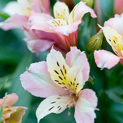 گل آلسترومریا Alstroemeria flower